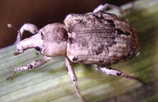 稻水象甲怎么防控?