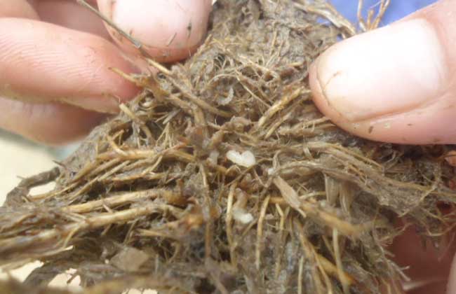 稻水象甲怎么防控?