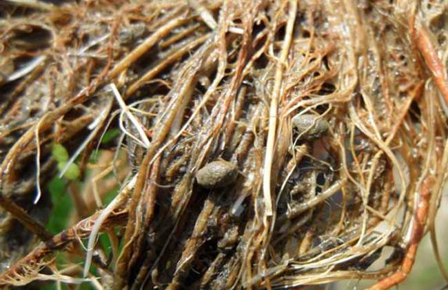 稻水象甲怎么防控?