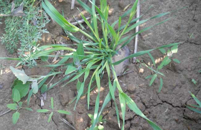 野燕麦是什么植物？