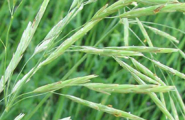 燕麦的种植时间