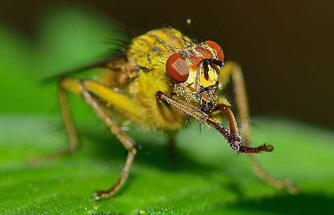 赤眼蜂如何防治玉米螟？