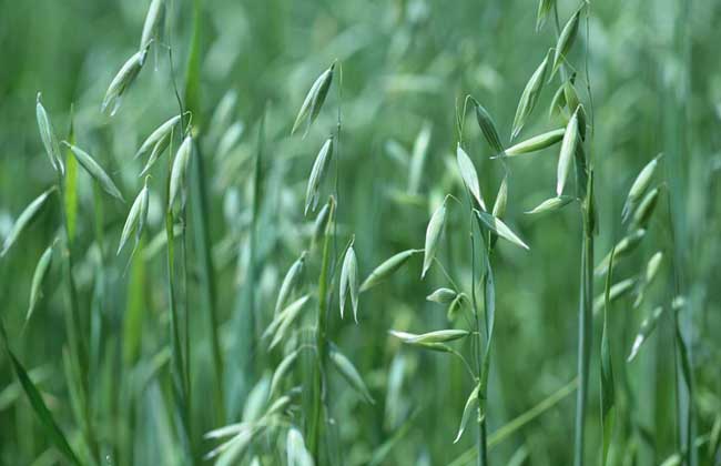 燕麦的种植时间
