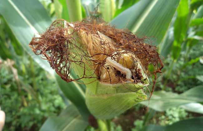 赤眼蜂如何防治玉米螟？