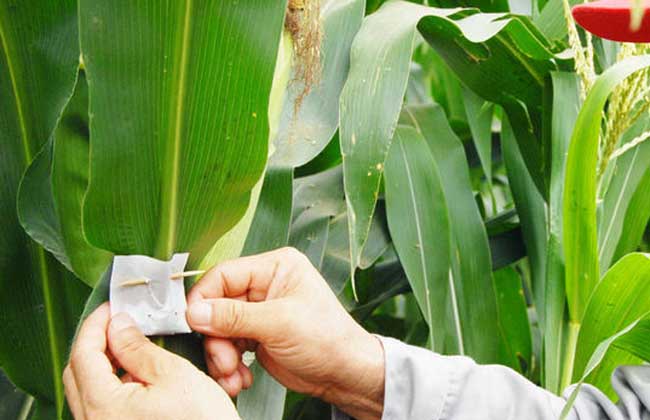 赤眼蜂如何防治玉米螟？