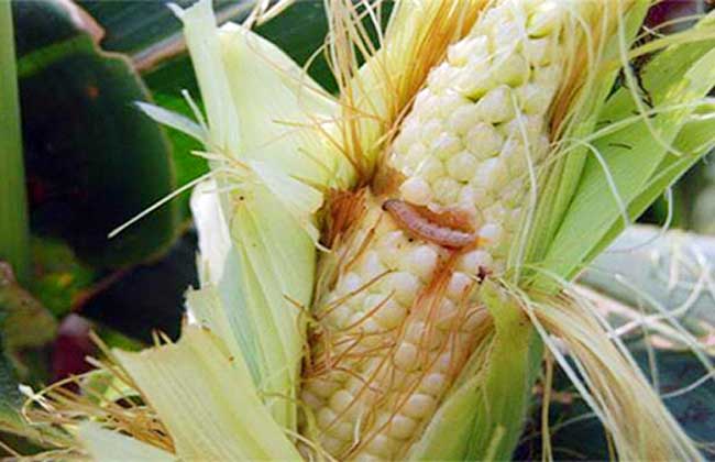 赤眼蜂如何防治玉米螟？