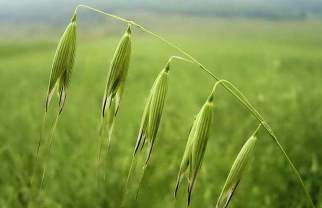 燕麦的栽培技术