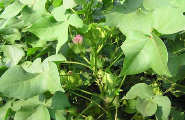 棉花苗期管理技术