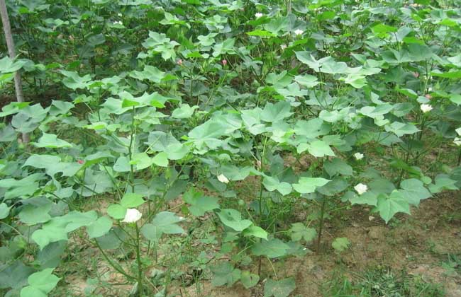 棉花苗期管理技术