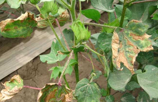 棉花苗期管理技术