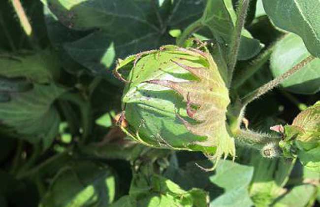 棉花苗期管理技术