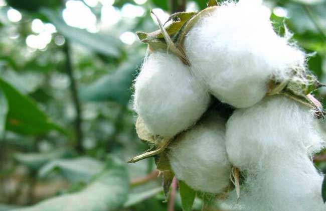 棉花的种植条件