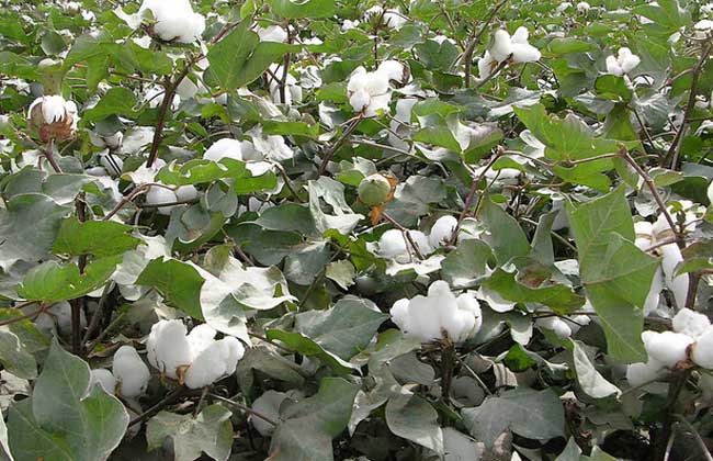 棉花的种植条件