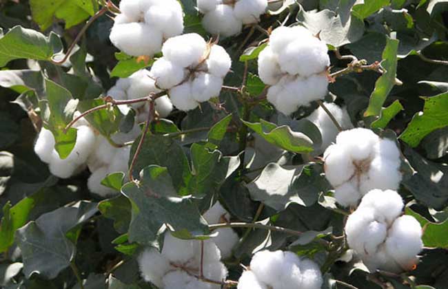棉花的种植条件