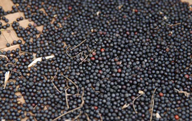 油菜籽的榨油过程