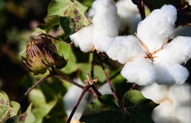 棉花的用途有哪些?