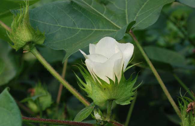 棉花的用途有哪些?