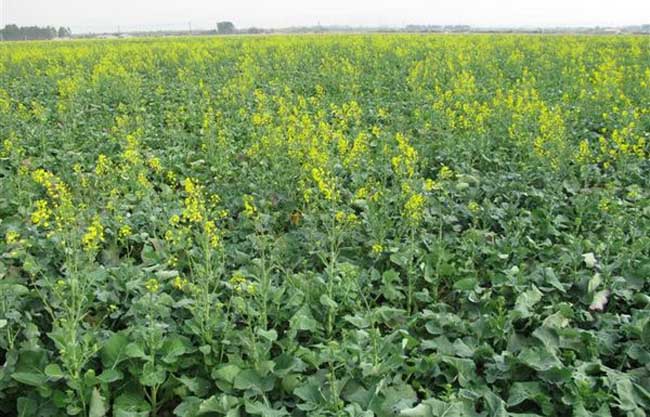 油菜直播全苗高产栽培技术 