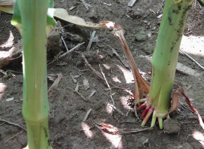 玉米蚜虫的发生与防治措施