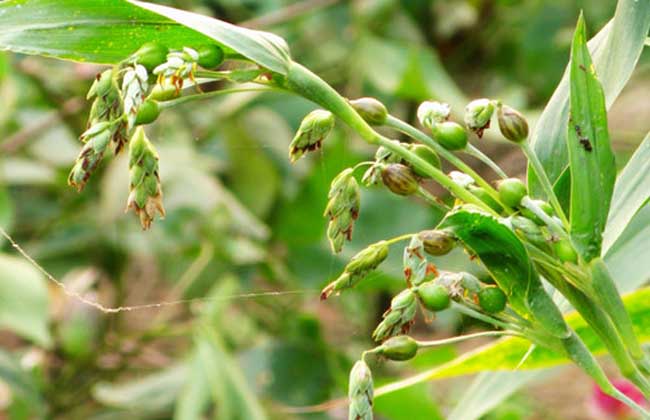 薏苡的产地分布