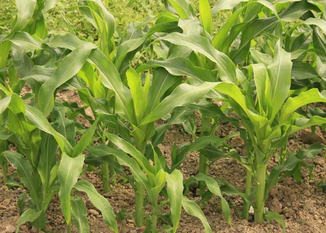 玉米苗后除草剂的种类及使用方法