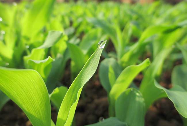 玉米苗后除草剂的种类及使用方法