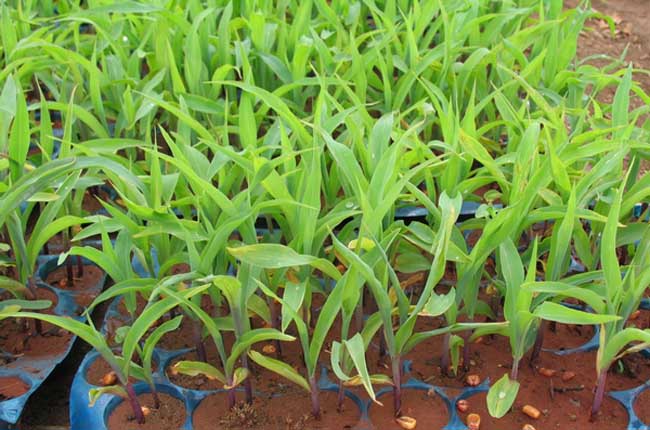 玉米苗后除草剂的种类及使用方法