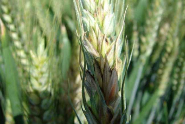 小麦纹枯病的防治方法及注意事项