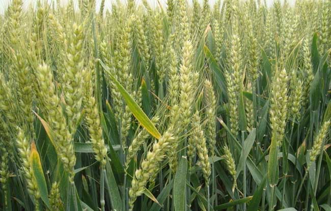 小麦散黑穗病防治措施