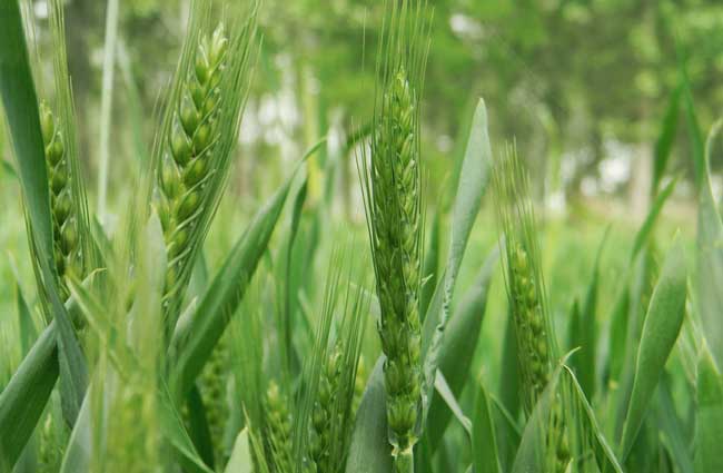 小麦散黑穗病防治措施