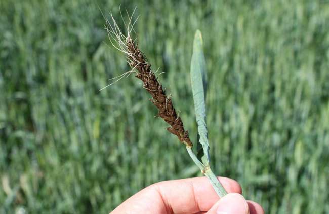小麦散黑穗病防治措施