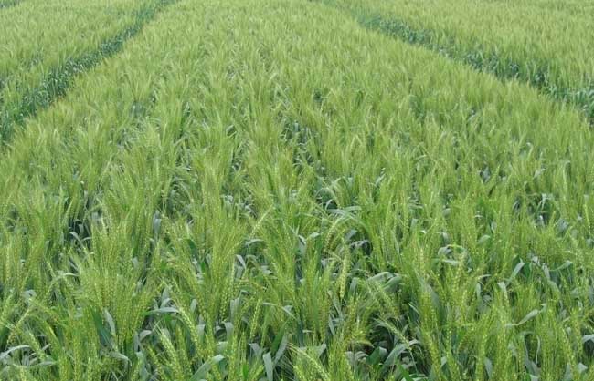 小麦赤霉病的防治措施