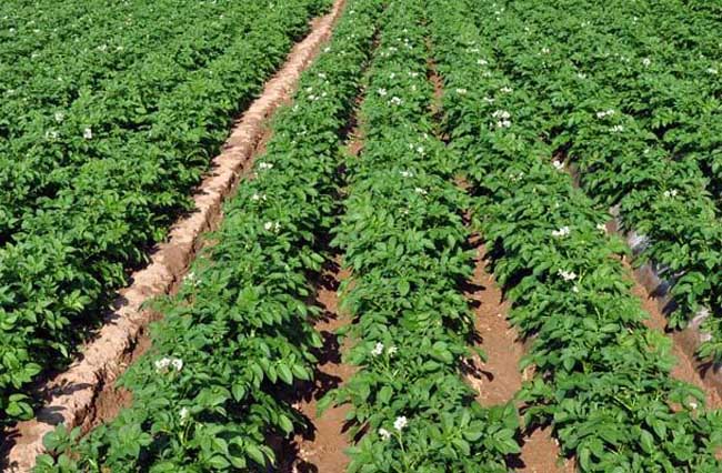 马铃薯晚疫病的防治措施