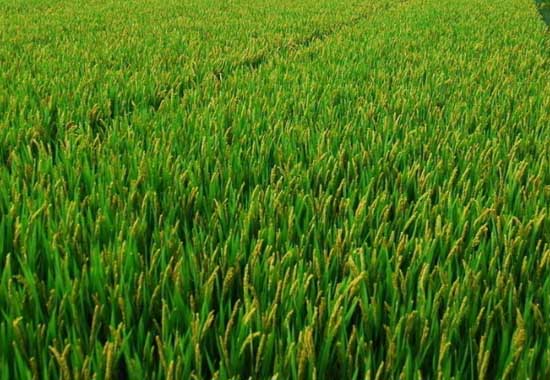 水稻抽穗结实期的田间管理