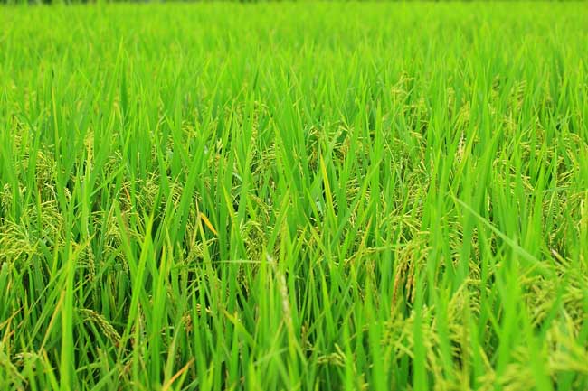 水稻后期的田间管理