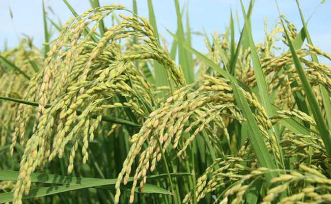 水稻后期的田间管理
