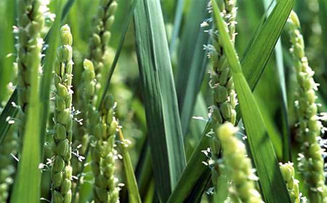 水稻生长后期高产栽培要点