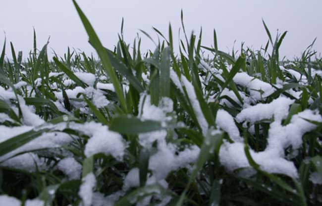 冬小麦优质高产栽培种植技术