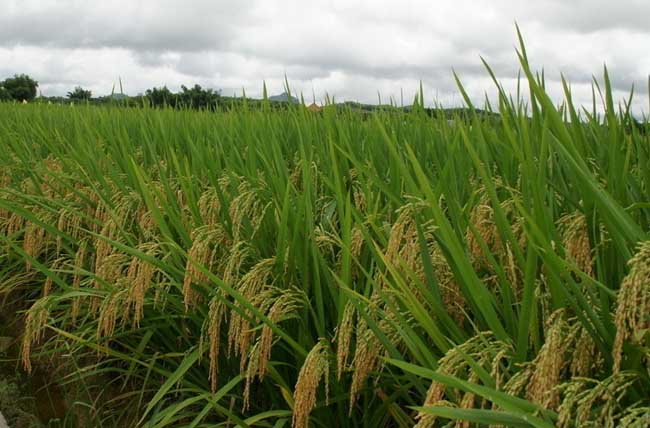 水稻生长特性及对环境的要求