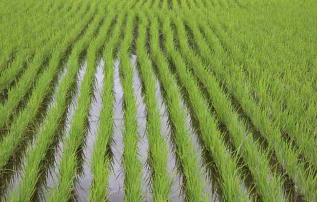 怎样缩短稻秧移栽后的返青期