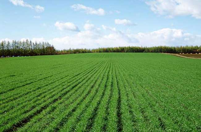 冬小麦返青期的田间管理方案