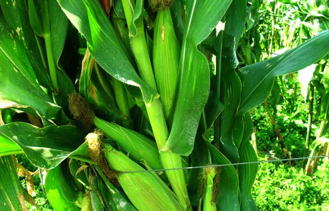 影响玉米收成的因素及处理措施