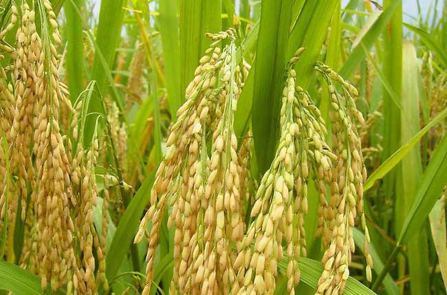 假劣杂交水稻种子的辨别方法