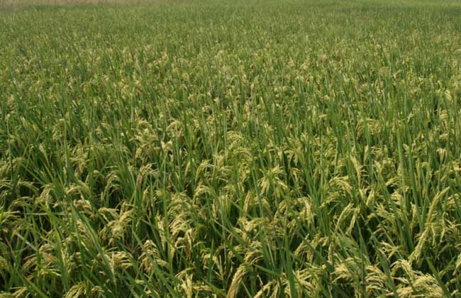 假劣杂交水稻种子的辨别方法