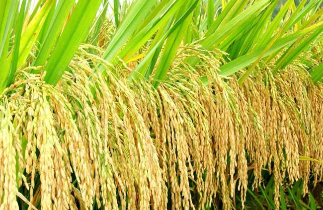 假劣杂交水稻种子的辨别方法