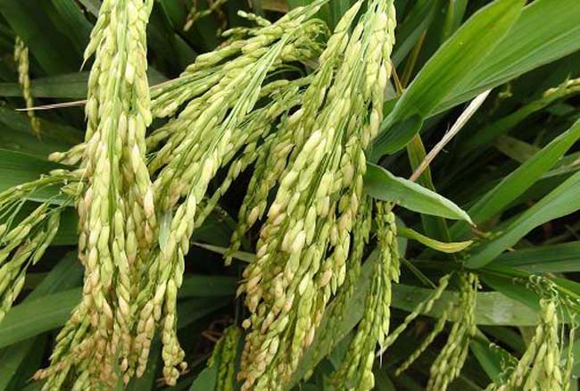 假劣杂交水稻种子的辨别方法