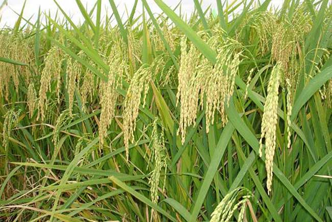 假劣杂交水稻种子的辨别方法