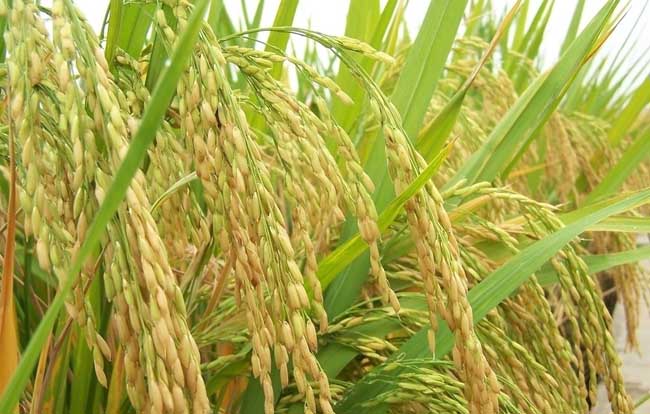 水稻后期的田间管理措施