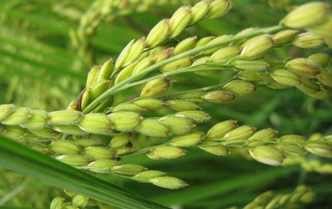 水稻后期的田间管理措施