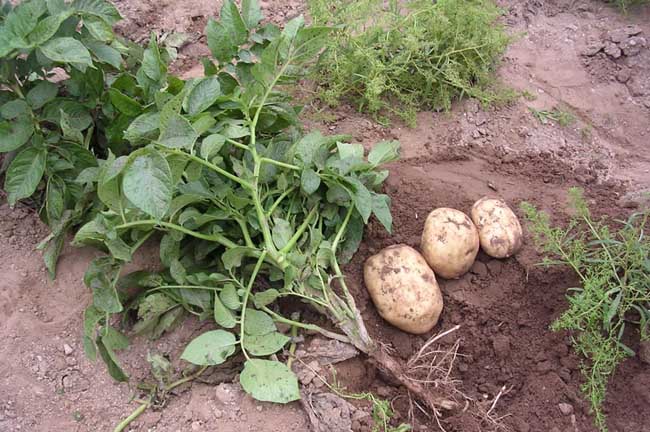 马铃薯高产栽培种植技术